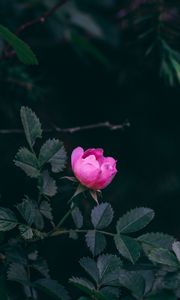 Preview wallpaper rose, bush, garden, pink, leaves
