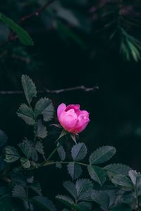 Preview wallpaper rose, bush, garden, pink, leaves