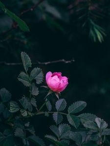 Preview wallpaper rose, bush, garden, pink, leaves