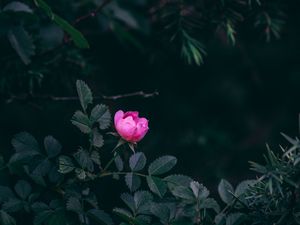 Preview wallpaper rose, bush, garden, pink, leaves