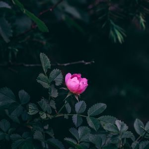 Preview wallpaper rose, bush, garden, pink, leaves