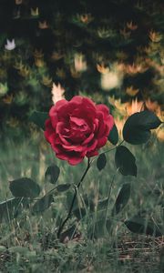 Preview wallpaper rose, bush, glare, grass