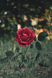 Preview wallpaper rose, bush, glare, grass
