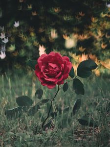 Preview wallpaper rose, bush, glare, grass