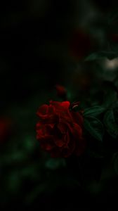 Preview wallpaper rose, bush, red, dark