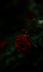 Preview wallpaper rose, bush, red, dark