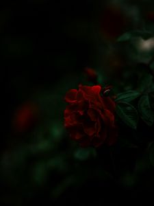 Preview wallpaper rose, bush, red, dark
