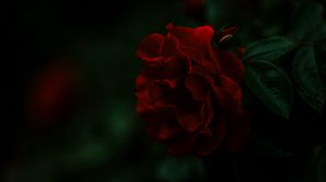 Preview wallpaper rose, bush, red, dark