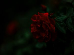 Preview wallpaper rose, bush, red, dark