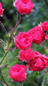 Preview wallpaper rose, bush, spikes, drops, rain, fresh