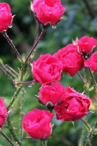 Preview wallpaper rose, bush, spikes, drops, rain, fresh
