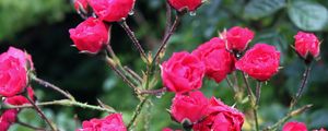 Preview wallpaper rose, bush, spikes, drops, rain, fresh