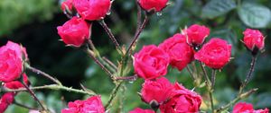 Preview wallpaper rose, bush, spikes, drops, rain, fresh