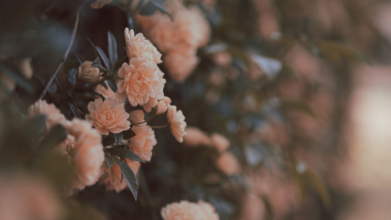 Wallpaper rose, bushes, flowers, flowering, gentle