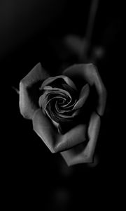 Preview wallpaper rose, bw, bud, petals, closeup