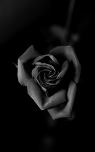 Preview wallpaper rose, bw, bud, petals, closeup