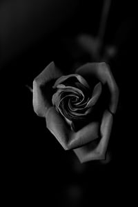 Preview wallpaper rose, bw, bud, petals, closeup