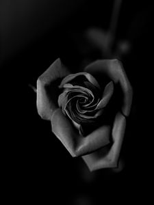 Preview wallpaper rose, bw, bud, petals, closeup