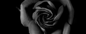 Preview wallpaper rose, bw, bud, petals, closeup