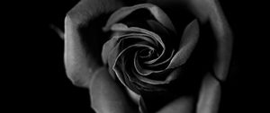 Preview wallpaper rose, bw, bud, petals, closeup