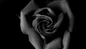 Preview wallpaper rose, bw, bud, petals, closeup