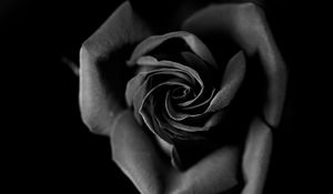 Preview wallpaper rose, bw, bud, petals, closeup