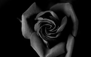 Preview wallpaper rose, bw, bud, petals, closeup