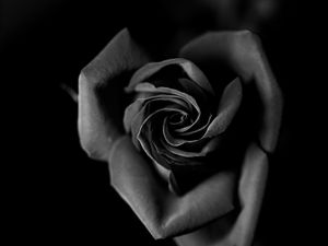 Preview wallpaper rose, bw, bud, petals, closeup