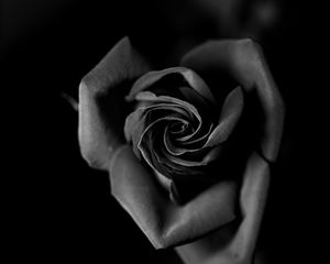 Preview wallpaper rose, bw, bud, petals, closeup