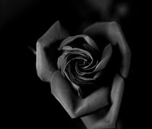 Preview wallpaper rose, bw, bud, petals, closeup