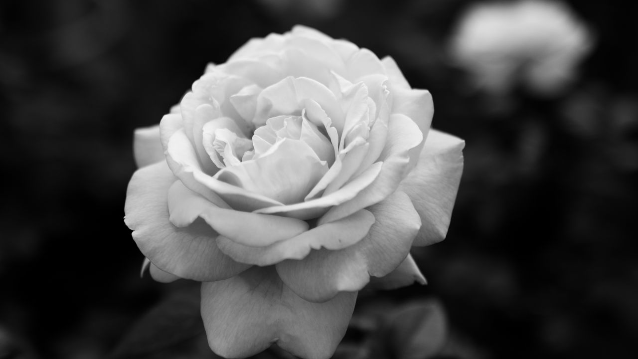 Wallpaper rose, bw, flower, white, plant hd, picture, image