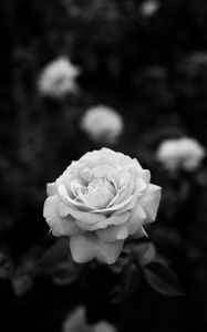 Preview wallpaper rose, bw, flower, white, plant