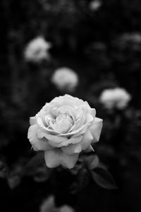 Preview wallpaper rose, bw, flower, white, plant