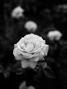 Preview wallpaper rose, bw, flower, white, plant