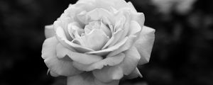 Preview wallpaper rose, bw, flower, white, plant