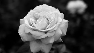 Preview wallpaper rose, bw, flower, white, plant