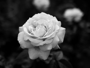 Preview wallpaper rose, bw, flower, white, plant