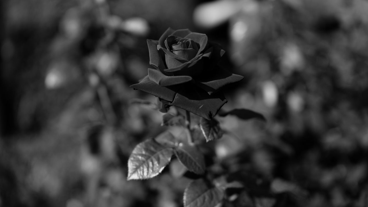 Wallpaper rose, bw, stem, bud, blur