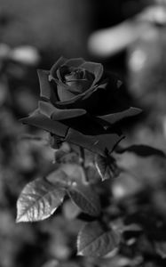 Preview wallpaper rose, bw, stem, bud, blur