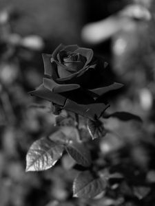 Preview wallpaper rose, bw, stem, bud, blur