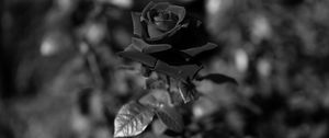 Preview wallpaper rose, bw, stem, bud, blur