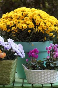 Preview wallpaper rose, chrysanthemum, cyclamen, flowers, baskets, pot