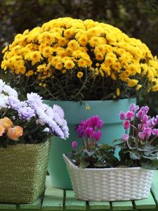 Preview wallpaper rose, chrysanthemum, cyclamen, flowers, baskets, pot