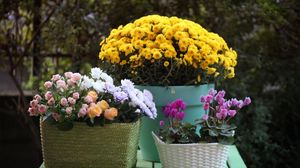 Preview wallpaper rose, chrysanthemum, cyclamen, flowers, baskets, pot