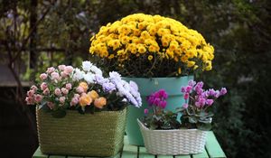 Preview wallpaper rose, chrysanthemum, cyclamen, flowers, baskets, pot