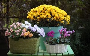 Preview wallpaper rose, chrysanthemum, cyclamen, flowers, baskets, pot