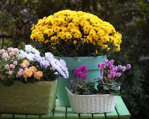 Preview wallpaper rose, chrysanthemum, cyclamen, flowers, baskets, pot