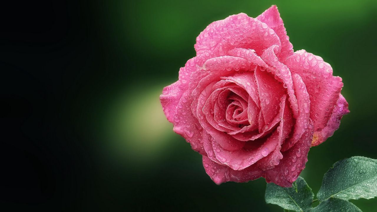 Wallpaper rose, close-up, drop, dew