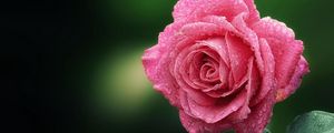 Preview wallpaper rose, close-up, drop, dew