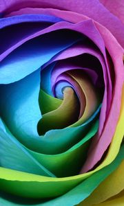 Preview wallpaper rose, colorful, bud, close-up
